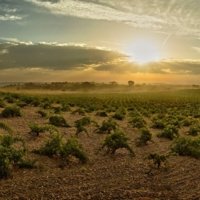 Partner Bodega Numanthia, the diamond of Toro photo